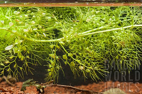 Trap_for_the_bladderwort_Utricularia_sp_an_aquatic_carnivorous_plant_Se_dUrbs_bog_Vosges_France