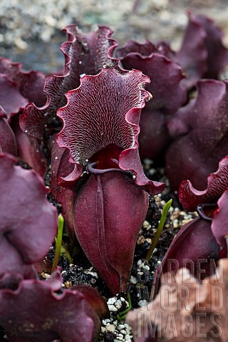 Purple_pitcherplant_Sarracenia_purpurea_urn_trap_carnivorous_plant_JeanMarie_Pelt_Botanical_Garden_N