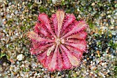 Spoon-leaved sundew (Drosera spatulata), carnivorous plant native to SE China and New Zeland, Jean-Marie Pelt Botanical Garden, Nancy, Lorraine, France