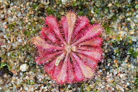 Spoonleaved_sundew_Drosera_spatulata_carnivorous_plant_native_to_SE_China_and_New_Zeland_JeanMarie_P