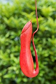 Nepenthes urn trap (Nepenthes sp) in formation, almost finished shoot ready to open, carnivorous plant, Jean-Marie Pelt Botanical Garden, Nancy, Lorraine, France