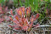 Great Sundew (Drosera longifolia), carnivorous plant that captured a cousin mosquito, Kalmthout, Antwerp, Belgium