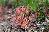 Great Sundew (Drosera longifolia), carnivorous plant that captured a cousin mosquito, Kalmthout, Antwerp, Belgium