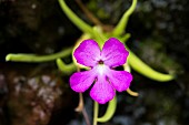 Pink flower of Butterwort (Pinguicula sp),carnivorous plant, Jean-Marie Pelt Botanical Garden, Nancy, Lorraine, France