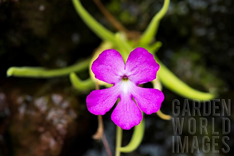 Pink_flower_of_Butterwort_Pinguicula_spcarnivorous_plant_JeanMarie_Pelt_Botanical_Garden_Nancy_Lorra