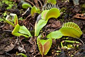 Venus flytrap (Dionaea muscipula) trap, carnivorous plant, Jean-Marie Pelt Botanical Garden, Nancy, Lorraine, France