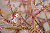 Moth trapped by a Drosera (Drosera sp), carnivorous plant, Jean-Marie Pelt Botanical Garden, Nancy, Lorraine, France