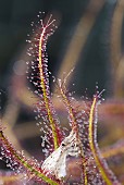 Moth trapped by a Drosera (Drosera sp), carnivorous plant, Jean-Marie Pelt Botanical Garden, Nancy, Lorraine, France