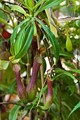 Nepenthes urn trap (Nepenthes sp), carnivorous plant, Jean-Marie Pelt Botanical Garden, Nancy, Lorraine, France