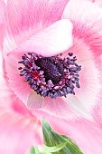 Anemone de Caen (Anemone coronaria), detail