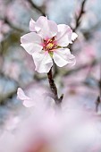 Almond blossom (Prunus dulcis) in February, Gard, France