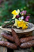 First flowers of the year, bunch of Daffodils (Narcissus sp), Christmas Roses (Helleborus sp) and Snowdrops (Galanthus nivalis), Pine cones, Back to the garden