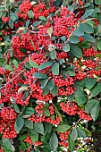 Red berries of Cotoneaster (Cotoneaster sp)