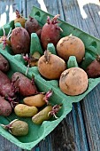 Potato sprouter (Solanum tuberosum), use egg cartons to stack them