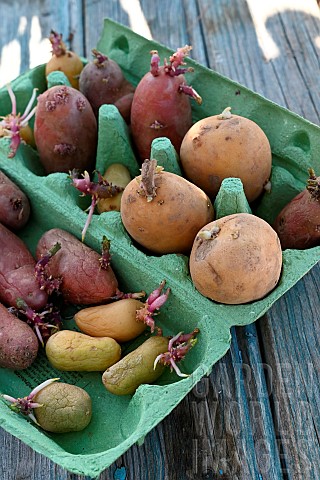 Potato_sprouter_Solanum_tuberosum_use_egg_cartons_to_stack_them