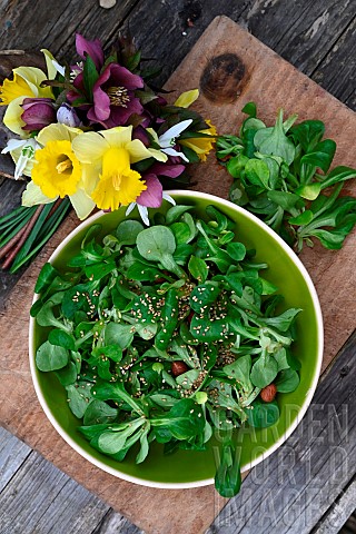Lambs_lettuce_salad_Valerianella_locusta_and_sesame_seeds_First_flowers_of_the_year_bunch_of_Daffodi