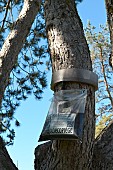 Trap for pine processionary caterpillars, installed around a trunk