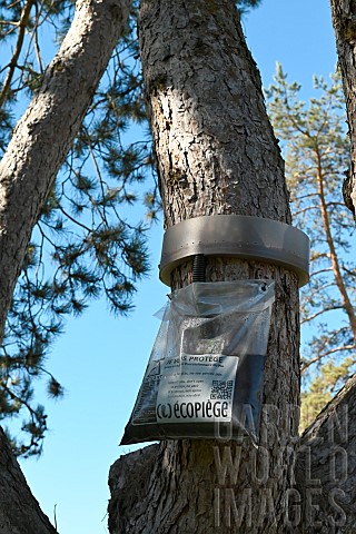 Trap_for_pine_processionary_caterpillars_installed_around_a_trunk