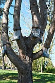 Trap for pine processionary caterpillars, installed around trunks