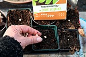 How to sow mangetout pea (Pisum sativum var. macrocarpon) seeds in the vegetable garden