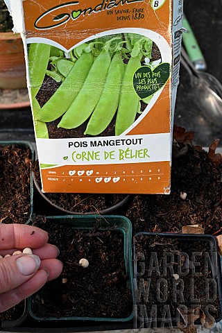 How_to_sow_mangetout_pea_Pisum_sativum_var_macrocarpon_seeds_in_the_vegetable_garden