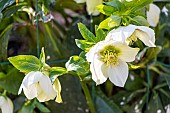 Lenten rose, Helleborus orientalis guttatus, flowers