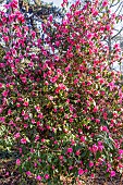 Camellia Crimson Candles in bloom