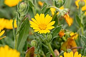 Field marigold (Calendula arvensis), Gard, France