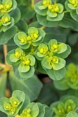 Sun spurge (Euphorbia helioscopia), Gard, France