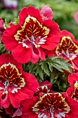 Butterfly flower (Schizanthus x wisetonensis)