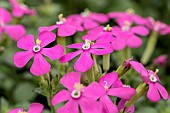 North African catchfly (Silene pseudoatocion)