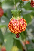 Red vein Abutilon (Abutilon striatum)