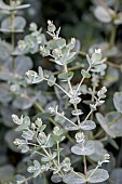 Cider gum (Eucalyptus gunnii) Azura (= Cagire)