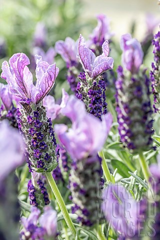 French_lavender_Lavandula_stoechas