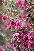 New Zealand teatree (Leptospermum scoparium)