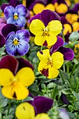 Horned pansies (Viola cornuta)