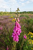 Purple foxglove (Digitalis purpurea) flowers in a clearing, France