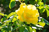 Modern hybrid rose, Rosa Lucia, Breeder : Kordes (GER) 1966, flower