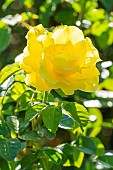 Modern hybrid rose, Rosa Lucia, Breeder : Kordes (GER) 1966, flower