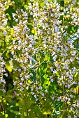 Lesser Calamint, Calamintha nepeta subsp glandulosum, flowers