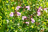 Baby sage Blind Faith, Salvia microphylla Blind Faith, flowers