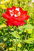 Modern hybrid rose, Rosa Decor Arlequin, Breeder: Meilland 1986, flower