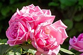 Modern hybrid rose, Rosa Deborah MEILLANDECOR, Breeder : Meilland 1989, flowers