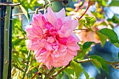 Hybrid rose of wichuraiana, Rosa François Juranville, Breeder : Barbier 1906, flower