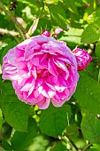Moss-Rose, Rosa Salet, Breeder: Lacharme (FRA) 1854, flower