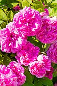 Moss-Rose, Rosa Salet, Breeder: Lacharme (FRA) 1854, flower