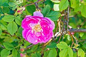 Virginia Rose, Rosa virginiana Plena, flower