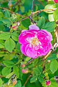 Virginia Rose, Rosa virginiana Plena, flower