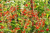Blood sage, Salvia coccinea Grand Sage, flowers