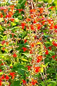Blood sage, Salvia coccinea Grand Sage, flowers